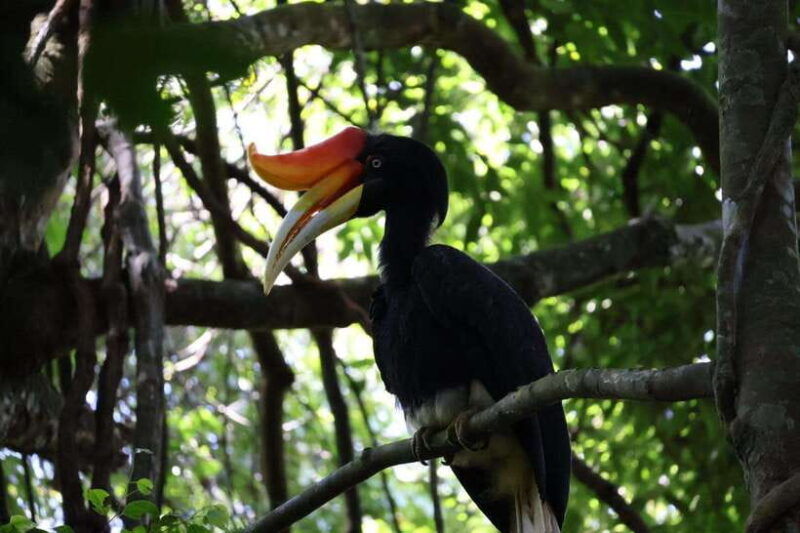 bukit-lawang-orangutan-jungle-trekking-tour-homestay-sama