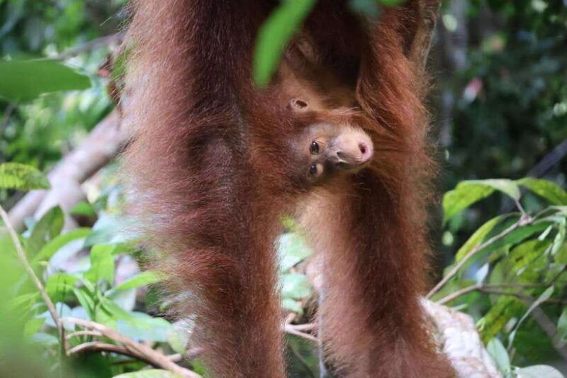bukit-lawang-orangutan-jungle-trekking-tour-homestay-sama