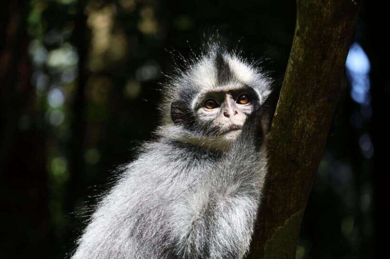 bukit-lawang-orangutan-jungle-trekking-tour-homestay-sama