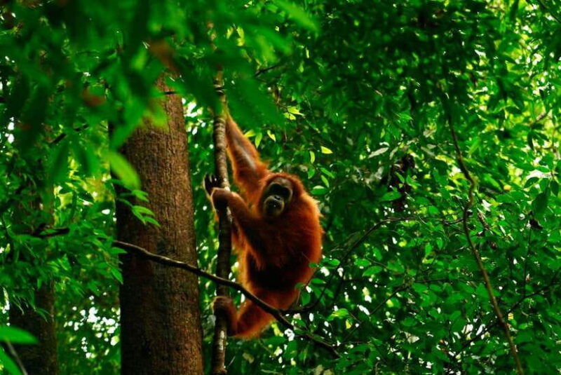 bukit-lawang-orangutan-jungle-trekking-tour-homestay-sama