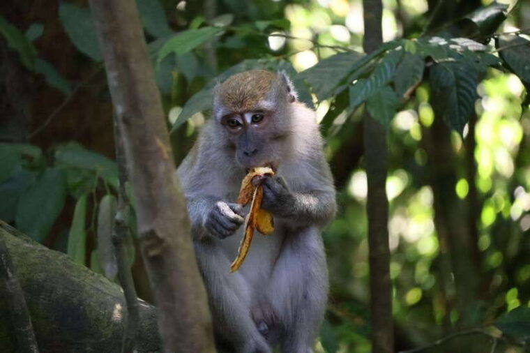 bukit-lawang-orangutan-jungle-trekking-tour-homestay-sama