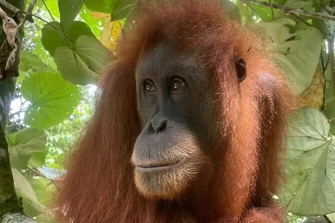 Bukit lawang | Orangutan trekking and Art Class Excursion (2D1N) - Why This Tour Stands Out