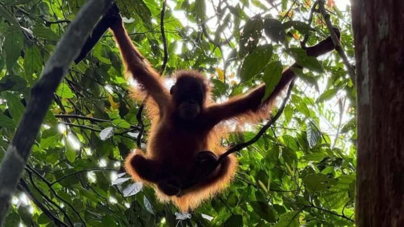 Bukit Lawang: Private Jungle Trek & River Tubing Tour - Exploring the Bukit Lawang Private Jungle Trek & River Tubing Tour: An Authentic Wildlife Adventure