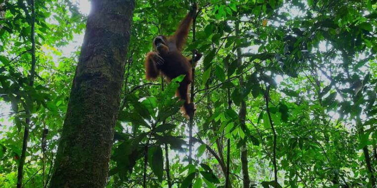 bukitlawang-orangutan-3-days-group-jungle-trek