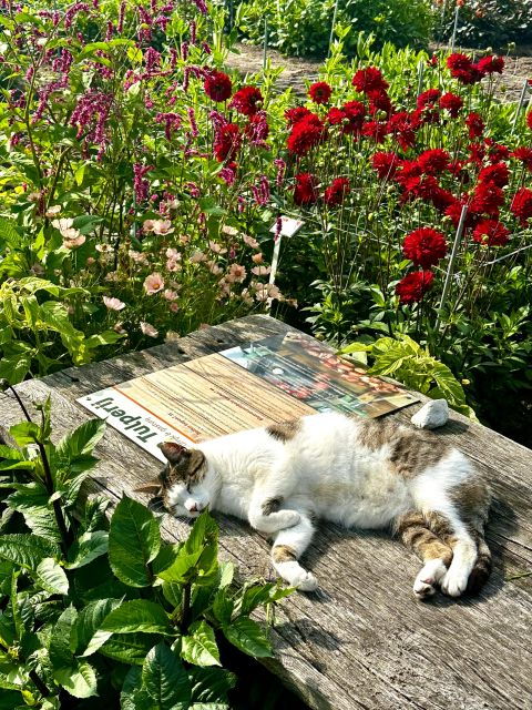 bulb-region-dahlias-bicycle-tour