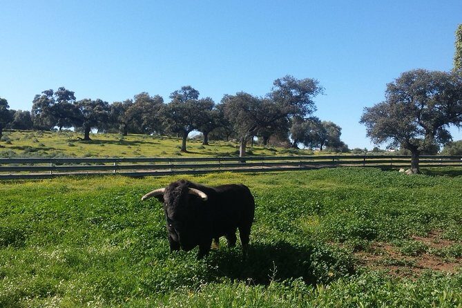 Bull Breeding Farm: Guided Half-Day Tour from Seville - A Closer Look at the Bull Breeding Farm Guided Tour from Seville