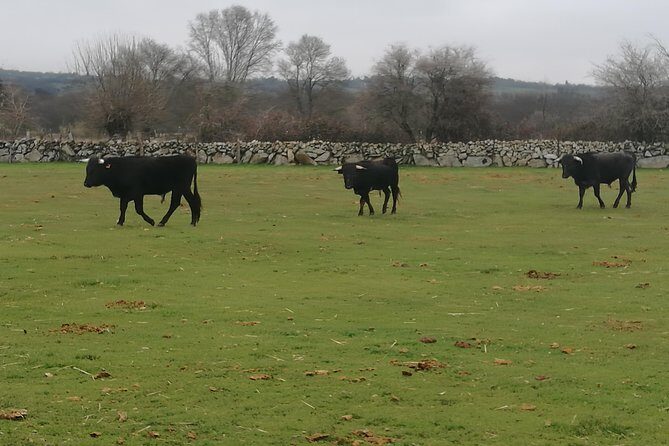 Bull Breeding Farm: Guided Half-Day Tour from Seville - Who Will Love This Tour?