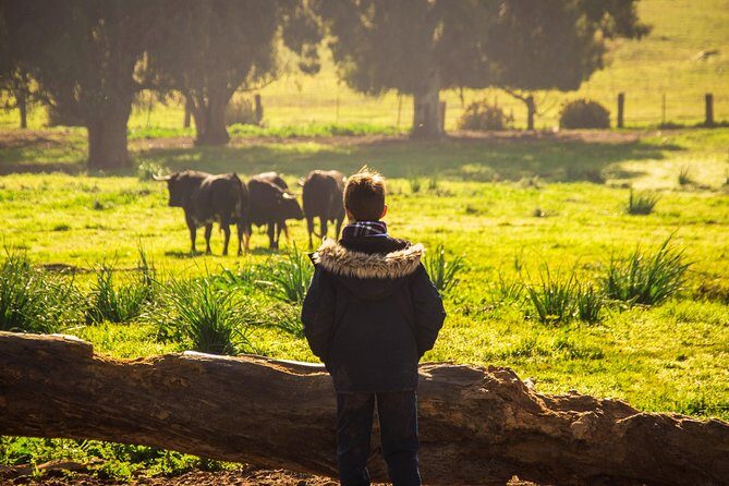 Bull Breeding Farm: Guided Half-Day Tour from Seville - Final Thoughts