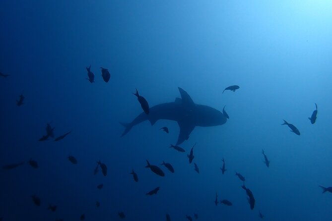 bull-shark-experience
