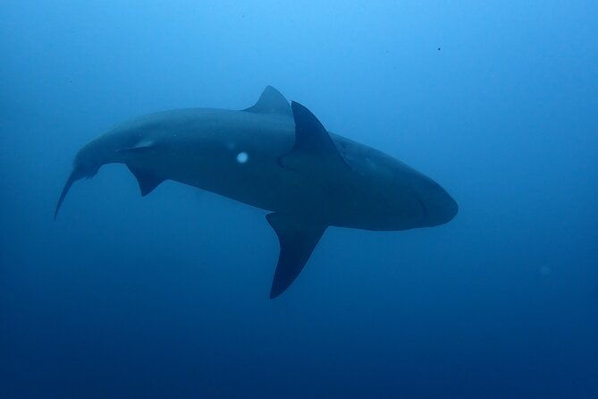 bull-shark-experience