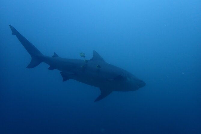 bull-shark-experience