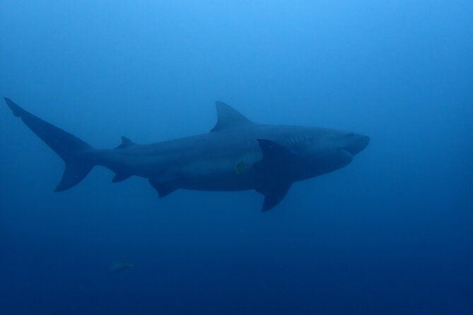 bull-shark-experience