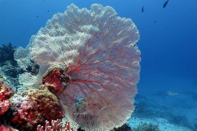 Bunaken Island three-point snorkeling includes lunch and shuttle - Key Points