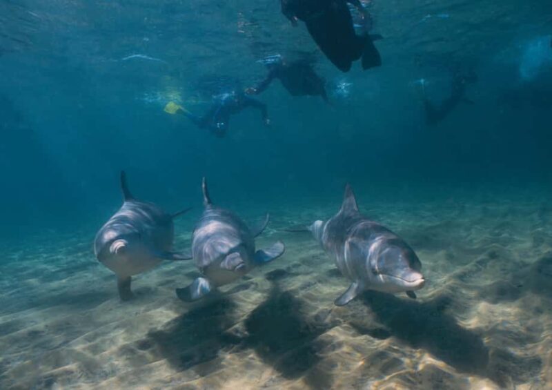 Bunbury: Swim with Dolphins Tour - Key Points