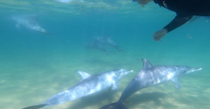 Bunbury: Swim with Dolphins Tour - An In-Depth Look at the Bunbury Dolphin Experience