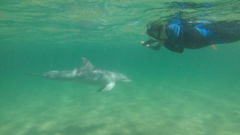Bunbury: Swim with Dolphins Tour - Final Thoughts