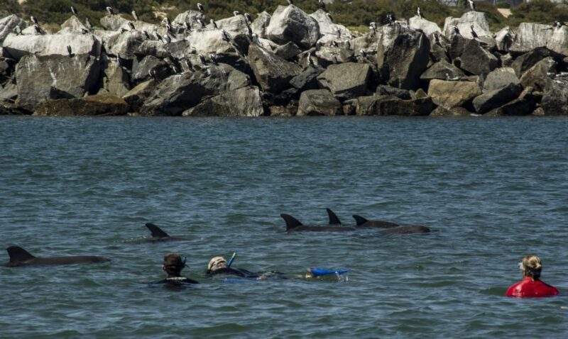 Bunbury: Swim with Dolphins Tour - FAQ