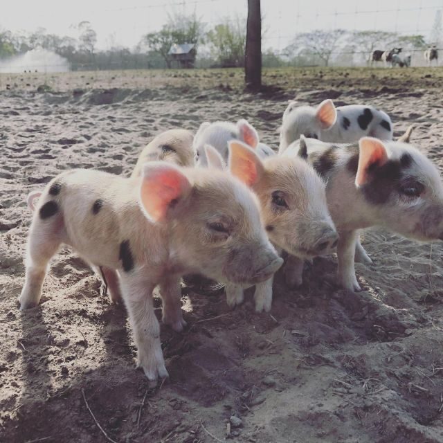 Bundaberg: Family-Friendly Entry Ticket to Splitters Farm - Key Points