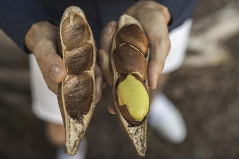 Bundaberg: Half Day Indigenous Experience with Morning Tea - Key Points