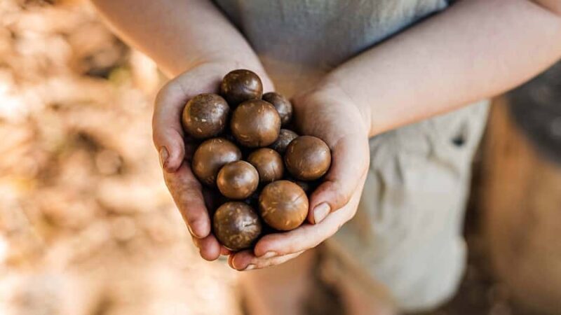 Bundaberg: Macadamia Orchard Tour - A Closer Look at the Orchard and Tours