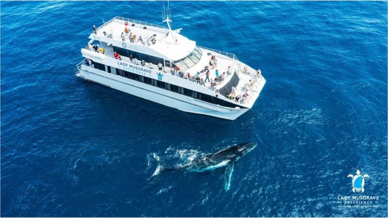 Bundaberg: Whale Watching Sightseeing Cruise with Lunch - Key Points