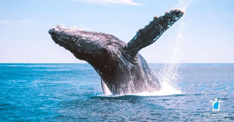 Bundaberg: Whale Watching Sightseeing Cruise with Lunch - What to Expect from the Itinerary