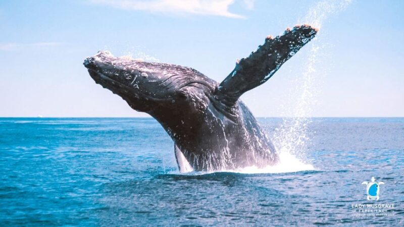 Bundaberg: Whale Watching Sightseeing Cruise with Lunch - Comfort and Convenience Onboard