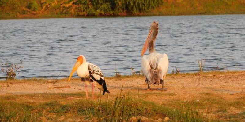 bundala-half-day-safari-private-tours-morning-afternoon