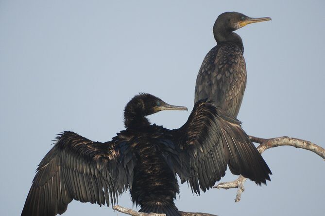 Bundala National Park Birds Watching Safari Tour - Who Should Consider This Tour?