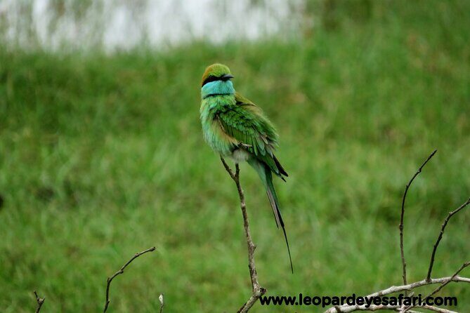 Bundala National Park Birds Watching Safari Tour - FAQ
