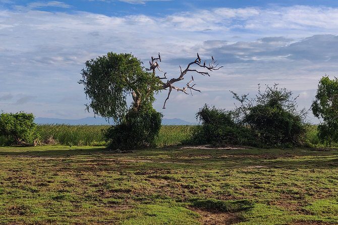 Bundala National Park Private Safari - An In-Depth Look at the Bundala National Park Safari