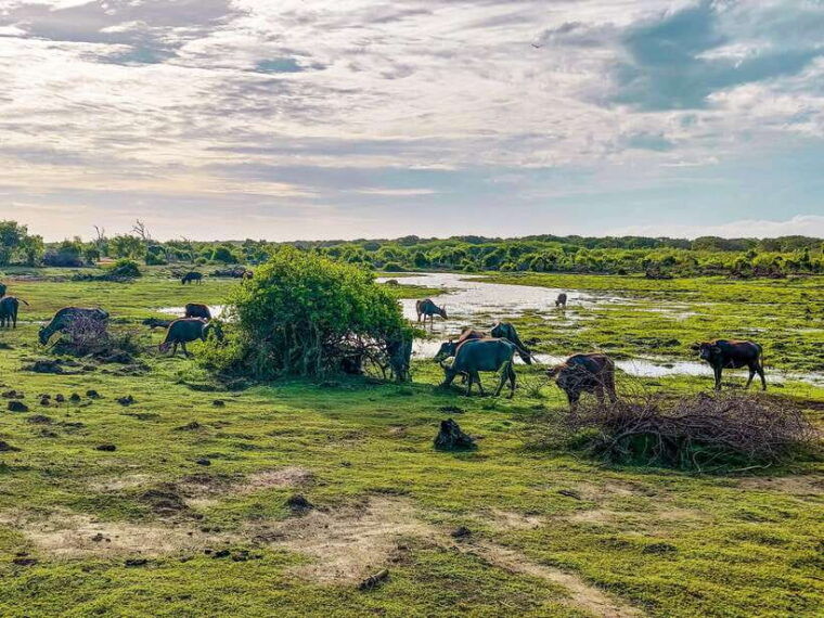 bundala-national-park-private-safari-from-tangalle