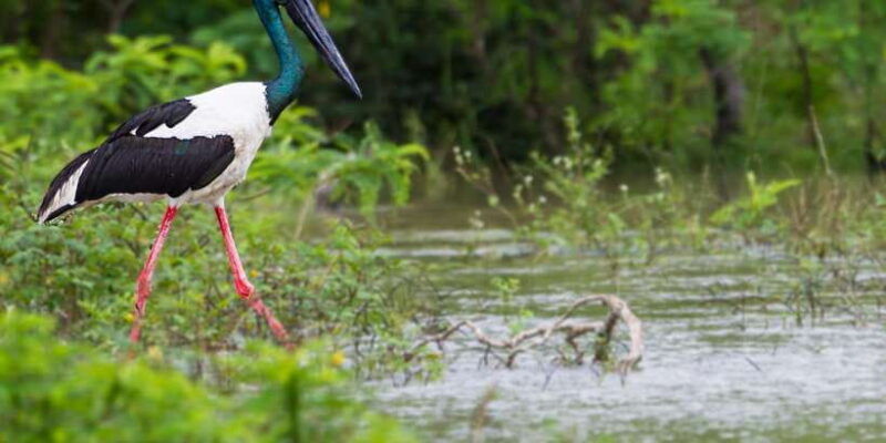 bundala-national-park-safari-birding-paradise-tour
