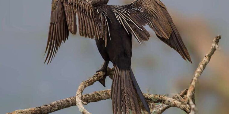 bundala-national-park-safari-birding-paradise-tour