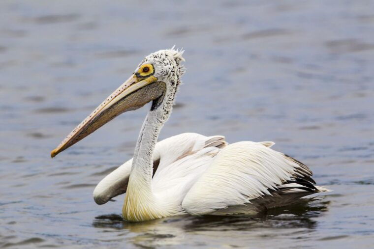 bundala-national-park-safari-birding-paradise-tour