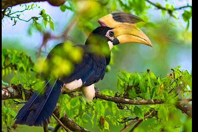 Bundala National Park Safari from Dikwella - Key Points