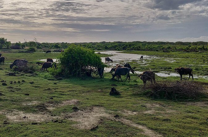 Bundala National Park Safari from Dikwella - Who Should Consider This Tour?