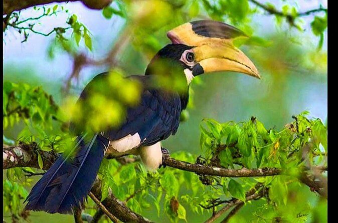 Bundala National Park Safari from Dikwella - The Sum Up