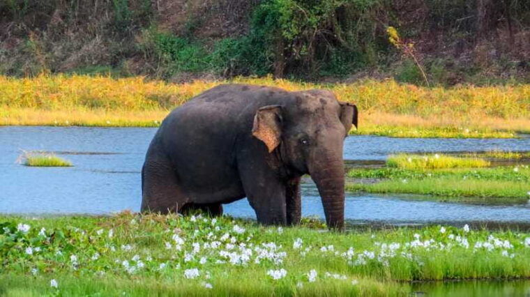 bundala-national-park-safari-from-hikkaduwa