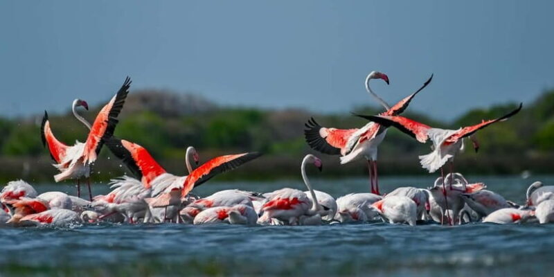 Bundala National Park Safari (PRIVATE TOURS) - Key Points