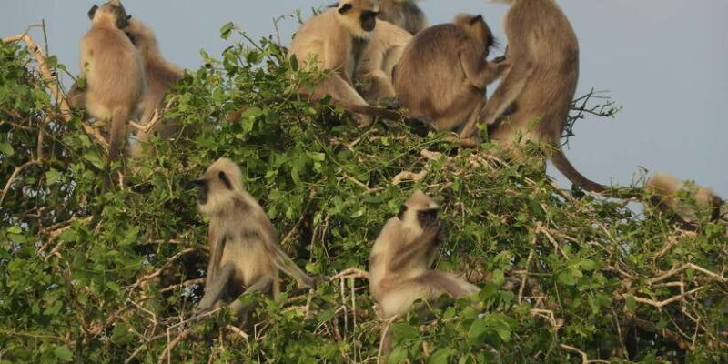 Bundala National Park Safari (PRIVATE TOURS) - Why Choose a Private Safari in Bundala?