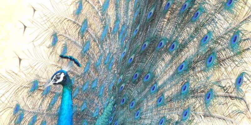 Bundala National Park Safari (PRIVATE TOURS) - Authentic Experiences from Travelers