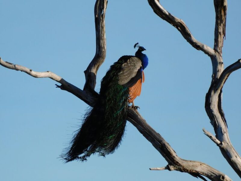 Bundala National Park Safari (PRIVATE TOURS) - Who Is This Tour Best Suited For?