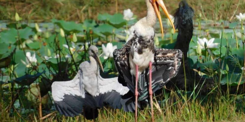 Bundala National Park Safari (PRIVATE TOURS) - Final Thoughts