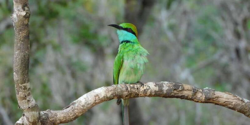 Bundala National Park Safari (PRIVATE TOURS) - FAQ