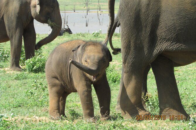 Bundala National Park : Safari Tour with Entrance tickets & Jeep - Introduction