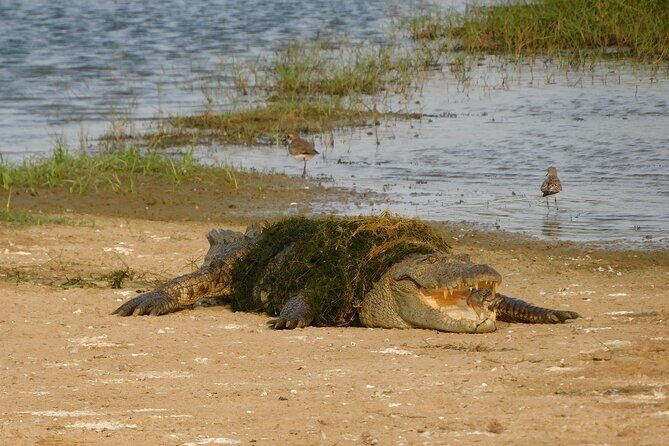 Bundala National Park : Safari Tour with Entrance tickets & Jeep - Key Points