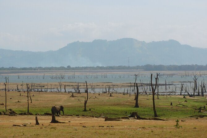 Bundala National Park : Safari Tour with Entrance tickets & Jeep - Who Is This Tour Best For?