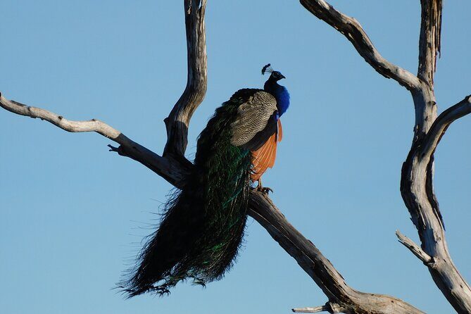 Bundala National Park : Safari Tour with Entrance tickets & Jeep - The Sum Up