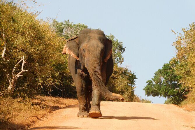 Bundala National Park : Safari Tour with Entrance tickets & Jeep - FAQ